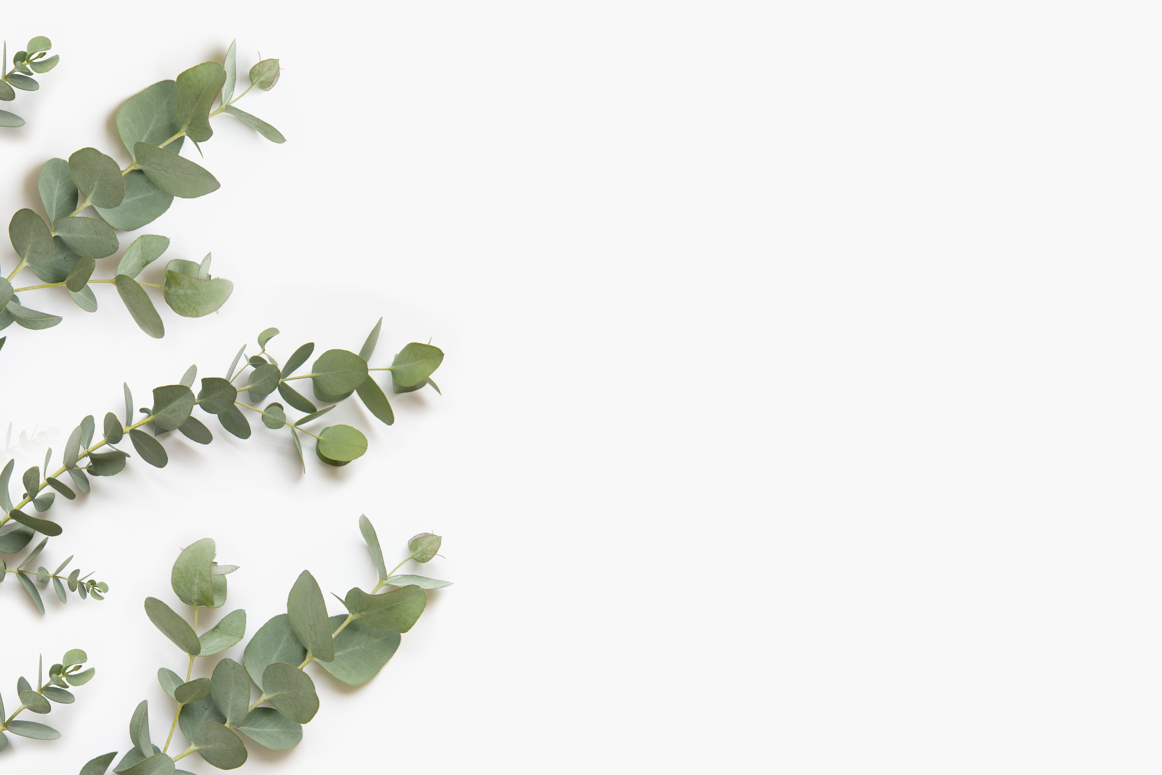 Green Leaves of Eucalyptus Branches on a White Background.